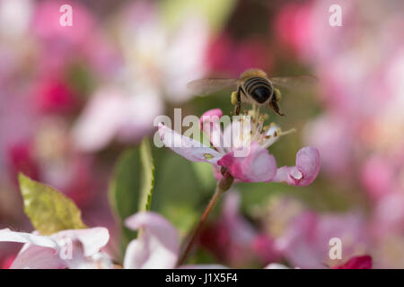 Fleurs de pommier de pollinisation des abeilles Banque D'Images