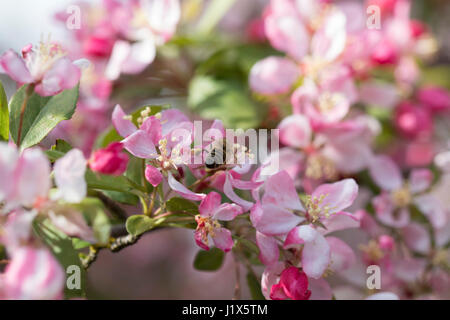 Fleurs de pommier de pollinisation des abeilles Banque D'Images