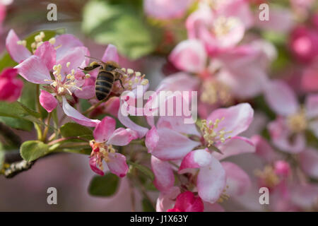 Fleurs de pommier de pollinisation des abeilles Banque D'Images