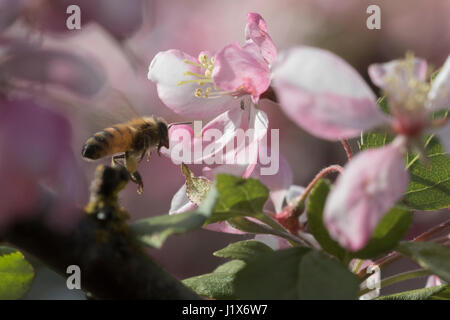Fleurs de pommier de pollinisation des abeilles Banque D'Images