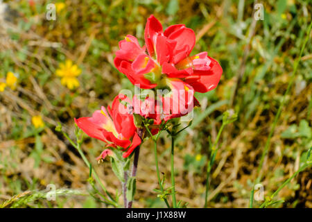 L'indian paintbrush est un ressort commun wildlfower au Texas. Banque D'Images