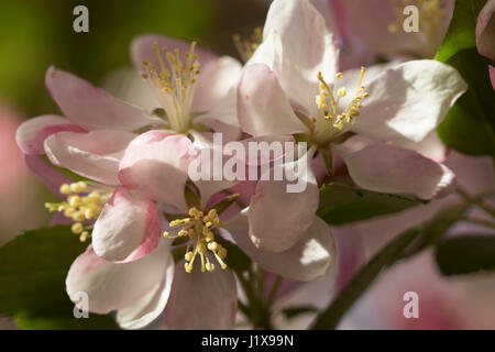 Fleurs de pommier avec lumière filtrée Banque D'Images