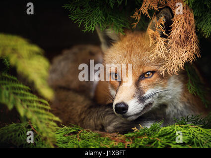 renard roux Banque D'Images