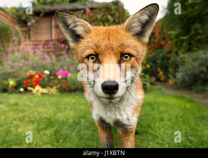 Portrait de red fox Banque D'Images