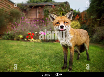 Portrait de red fox collage hors de la tong Banque D'Images