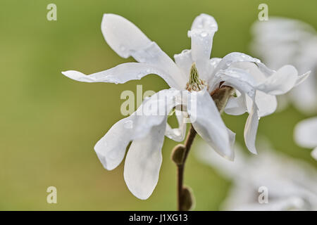 Fleurs fleur de magnolia blanc au printemps avec de l'eau gouttes Banque D'Images