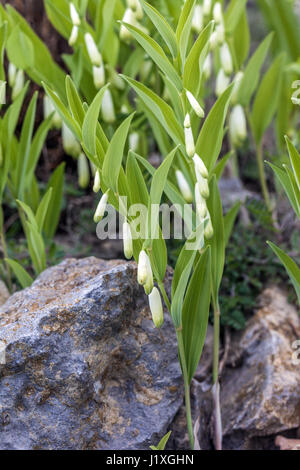 Polygonatum odoratum Banque D'Images