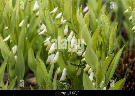 Polygonatum odoratum Banque D'Images