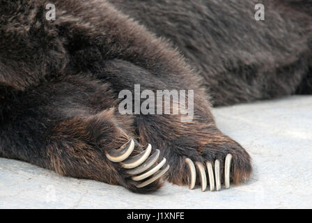 Les pattes et les griffes de l'ours grizzli (Ursus arctos horribilis), zoo du parc Assiniboine, Winnipeg, Manitoba, Canada Banque D'Images