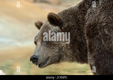Ours grizzli (Ursus arctos horribilis), zoo du parc Assiniboine, Winnipeg, Manitoba, Canada Banque D'Images