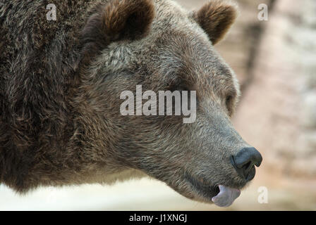 Ours grizzli (Ursus arctos horribilis), zoo du parc Assiniboine, Winnipeg, Manitoba, Canada Banque D'Images