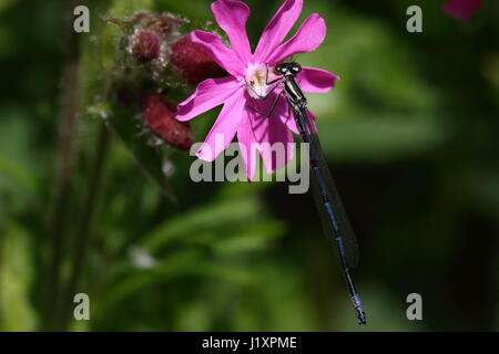 Demoiselle d'Azur immatures reposant sur Red Campion Banque D'Images