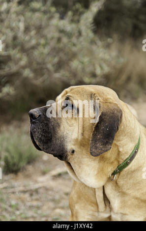 Chien courant espagnol, détail d'un chien de race pure, pet Banque D'Images