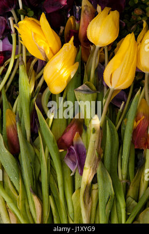 Vue rapprochée de tulipes disposées en décomposition et de flétrissement Banque D'Images
