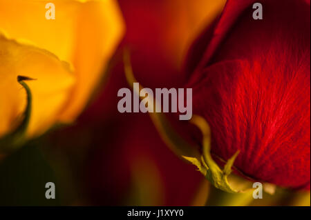 Lumière chaude sur le rouge et jaune rose close-up Banque D'Images