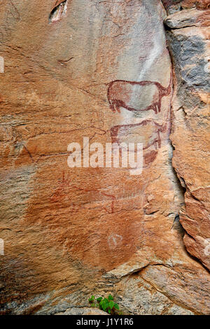 Les rhinocéros et une vache-comme la figure, Rock art, d'anciennes peintures San, Tsodilo Hills, UNESCO World Heritage site, Botswana, Africa Banque D'Images