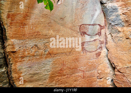 Les rhinocéros et une vache-comme la figure, Rock art, d'anciennes peintures San, Tsodilo Hills, UNESCO World Heritage site, Botswana, Africa Banque D'Images