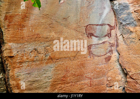 Les rhinocéros et une vache-comme la figure, Rock art, d'anciennes peintures San, Tsodilo Hills, UNESCO World Heritage site, Botswana, Africa Banque D'Images