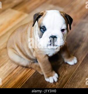 Chiot bouledogue anglais avec une faible profondeur de champ Banque D'Images