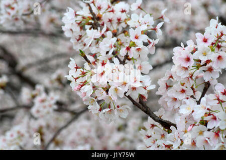 Somei-yoshino cherry blossom au Japon Banque D'Images
