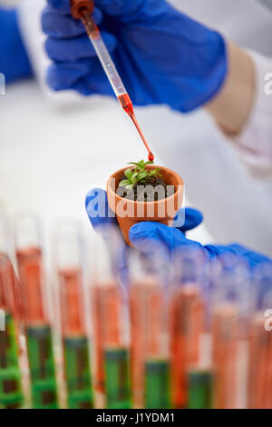 Modification génétique des plantes OGM dans le laboratoire Banque D'Images