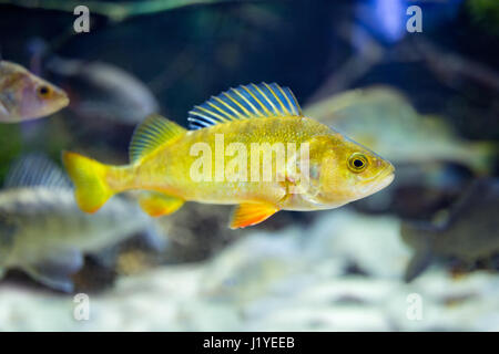 Mignon petit poisson jaune dans l'aquarium Banque D'Images