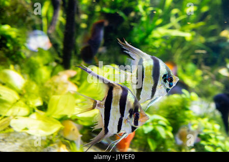 Poissons ange Pterophyllum scalare dans l'aquarium Banque D'Images