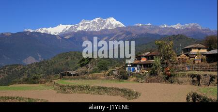 Champs et des sommets enneigés d'Annapurna. Scène sur la façon de Gaun Ghale, au Népal. Banque D'Images