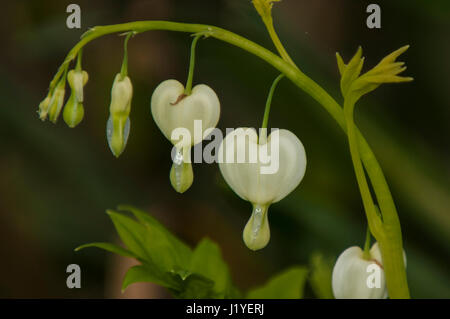 Cœurs-blanc, Dicentra spectabilis, sur une tige endoloris Banque D'Images