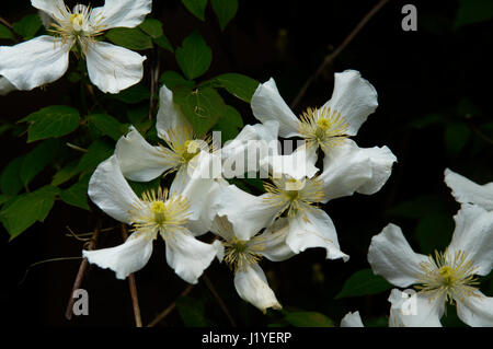 Un groupe de clematis fleurs avec pétales blancs à motifs délicatement Banque D'Images