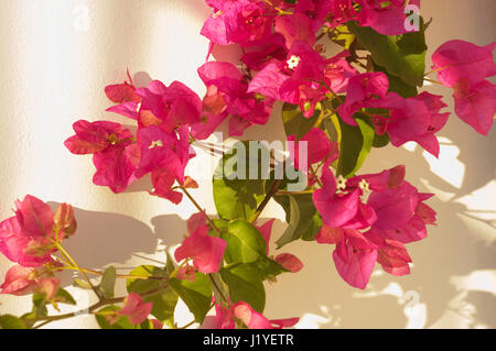 Les fleurs de bougainvilliers spectabilis contre la réflexion de la lumière du soleil tandis que d'un mur peint Banque D'Images