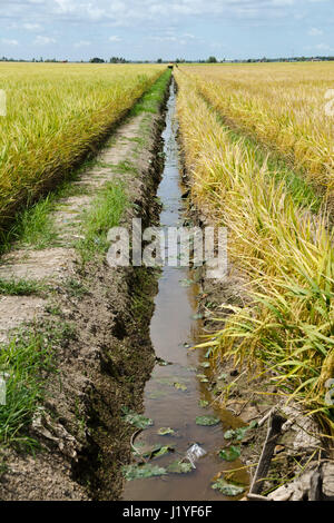 Rizière et Canal, Sekinchan, Malaisie - Sekinchan, qui signifie littéralement "village convient pour plantation" en chinois, à la hauteur de son nom comme th Banque D'Images