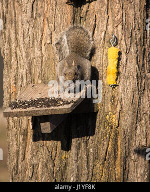 gros plan d'écureuil en bois ou d'une maison d'oiseau accrochée à l'arbre  4425968 Photo de stock chez Vecteezy