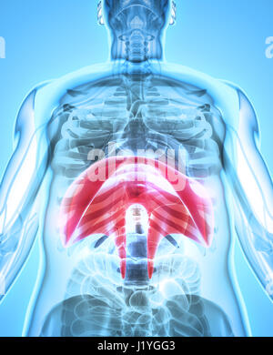 3D illustration de diaphragme - Une partie des droits de l'organique. Banque D'Images