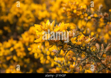 Bush ajoncs en fleur avec des épines stark dans un champ haut,Ulex, famille des Fabaceae Banque D'Images