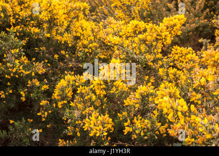 Bush ajoncs en fleur avec des épines stark dans un champ haut,Ulex, famille des Fabaceae Banque D'Images