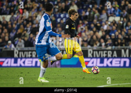 Une action de Griezmann durant la Liga match entre le RCD Espanyol vs Atlético de Madrid au stade du RCD à Cornellá de Llobregat, Barcelone, Espagne, le 22 avril 2017 . Banque D'Images