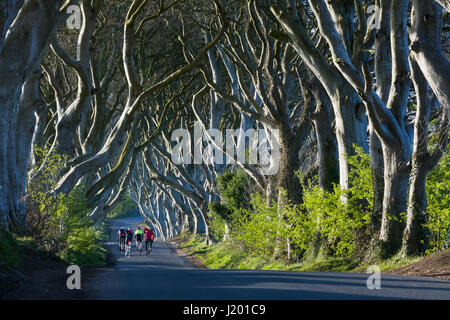 Armoy, Stranocum, Ballymoney, UK. 23 avril, 2017. Météo France : tunnel atmosphériques comme l'avenue des hêtres enlacés plantés dans le 18e siècle à Bregagh Road, Armoy, Stranocum, Ballymoney Crédit : John Potter/Alamy Live News Banque D'Images