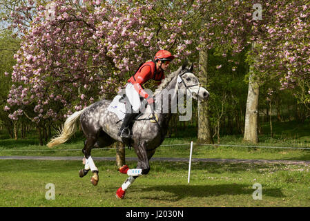 Henley on Thames, Royaume-Uni. 23 avril 2017. Les participants prennent part à l'Hambleden Horse Trials. Célébrant son 20e anniversaire, le concours complet comprend des disciplines du dressage, saut d'un élément et de cross-country qui se déroule à travers bluebell Woods. Crédit : Stephen Chung / Alamy Live News Banque D'Images