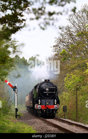 Peterborough, Royaume-Uni. 23 avril, 2017. La Tornade locomotive vapeur 60163 rend son Nene Valley Railway le long de l'Au-delà d'un champ de colza jaune près de Wansford, Cambridgeshire. La tornade est de faire un "Best of Britain' apparition ce week-end, après avoir récemment roulant à 100km/h sur la ligne principale de la côte est. Crédit : Paul Marriott/Alamy Live News Banque D'Images