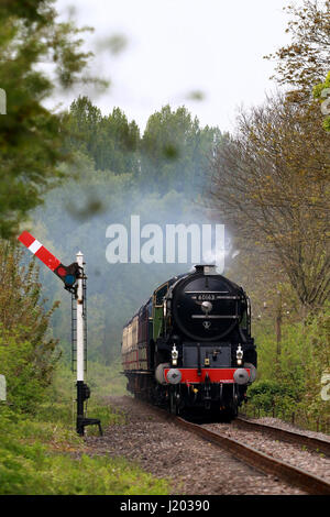 Peterborough, Royaume-Uni. 23 avril, 2017. La Tornade locomotive vapeur 60163 rend son Nene Valley Railway le long de l'Au-delà d'un champ de colza jaune près de Wansford, Cambridgeshire. La tornade est de faire un "Best of Britain' apparition ce week-end, après avoir récemment roulant à 100km/h sur la ligne principale de la côte est. Crédit : Paul Marriott/Alamy Live News Banque D'Images