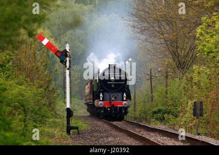 Peterborough, Royaume-Uni. 23 avril, 2017. La Tornade locomotive vapeur 60163 rend son Nene Valley Railway le long de l'Au-delà d'un champ de colza jaune près de Wansford, Cambridgeshire. La tornade est de faire un "Best of Britain' apparition ce week-end, après avoir récemment roulant à 100km/h sur la ligne principale de la côte est. Crédit : Paul Marriott/Alamy Live News Banque D'Images