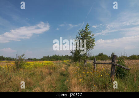 Décor d'un été en milieu rural vieille clôture demeure et les champs couverts de fleurs sauvages Banque D'Images