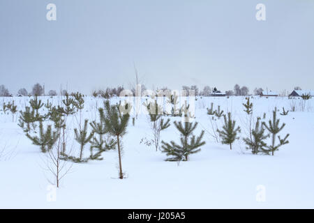 Paysage d'hiver en milieu rural en vue de petits sapins et un village de la distance Banque D'Images