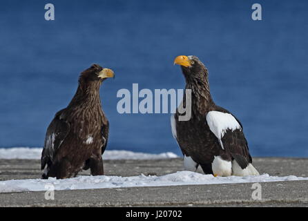 Lion de mer de Steller-blanche (Haliaeetus pelagicus) immatures et adultes reposant sur un quai Rausu, Hokkaido, Japon Mars Banque D'Images