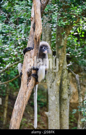 Langur sombre (specatacled leaf monkey), Prachuap Khiri Khan, Thaïlande Banque D'Images