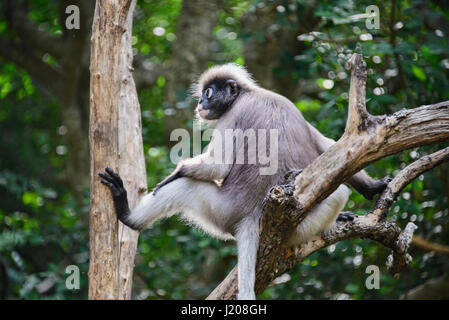 Langur sombre (specatacled leaf monkey), Prachuap Khiri Khan, Thaïlande Banque D'Images