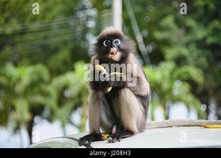 Langur sombre (specatacled leaf monkey), Prachuap Khiri Khan, Thaïlande Banque D'Images