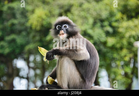 Langur sombre (specatacled leaf monkey), Prachuap Khiri Khan, Thaïlande Banque D'Images