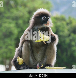 Langur sombre (specatacled leaf monkey), Prachuap Khiri Khan, Thaïlande Banque D'Images